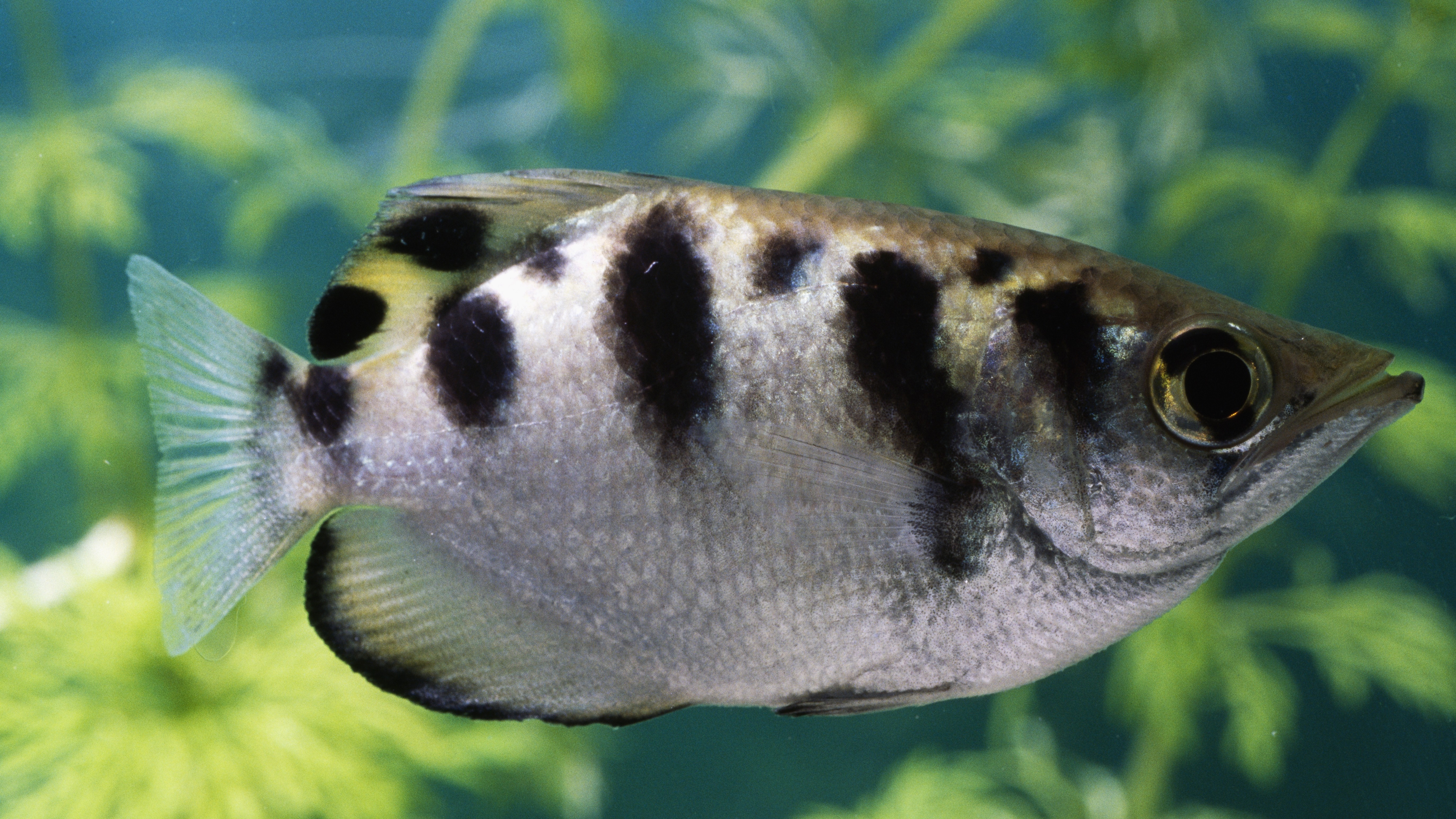 Archerfish