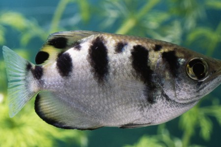 Archerfish