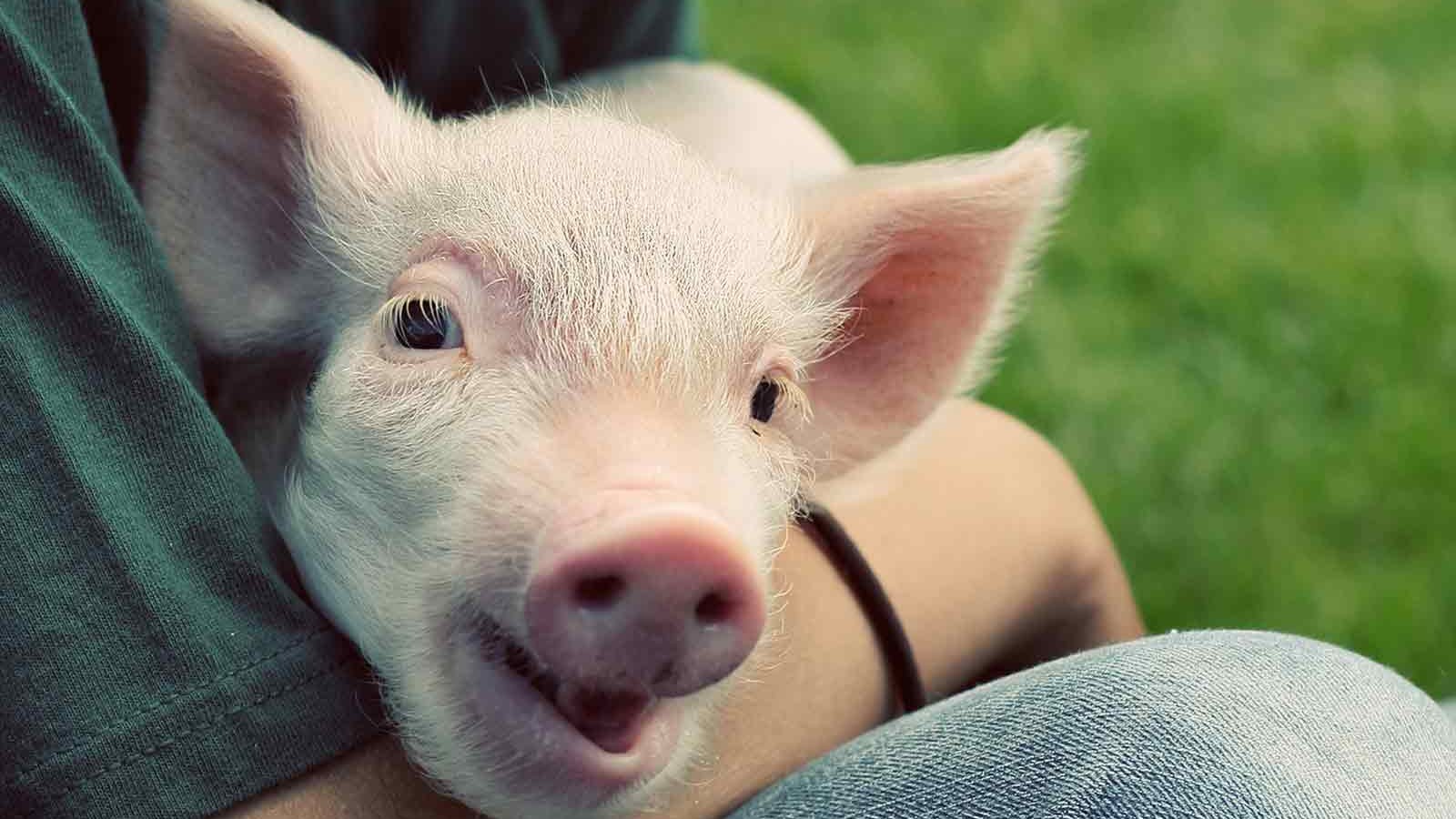 Pig held by man (Getty)