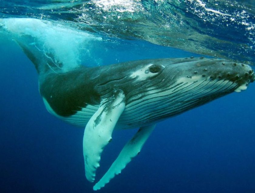 Humpback Whale (Kate Westaway/Stone/Getty Images)