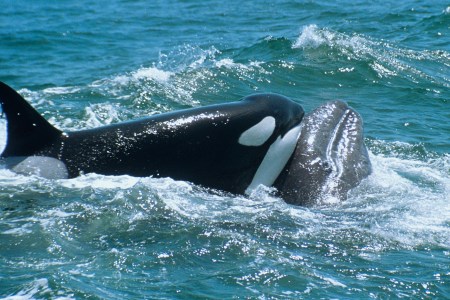 Orca whale attacking a Grey whale calf off the shores of California, USA. (Sue Flood/Nature Picture Library/Getty Images)