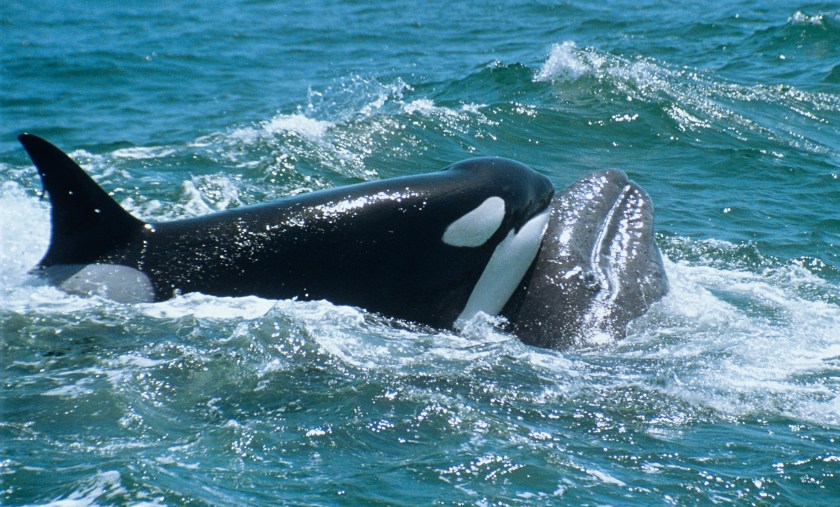 Orca whale attacking a Grey whale calf off the shores of California, USA. (Sue Flood/Nature Picture Library/Getty Images)