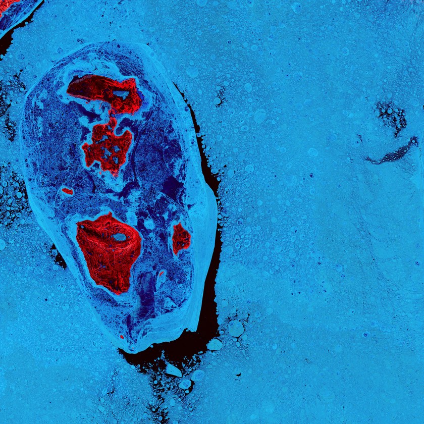 The ice surrounding the northern Canadian Spicer Islands, shown in bright red, resembles a cell, complete with ribosomes, mitochondria, and a nucleus. Even though the image was captured shortly after the first day of summer in the Northern Hemisphere, the islands are locked in ice. (USGS/NASA)