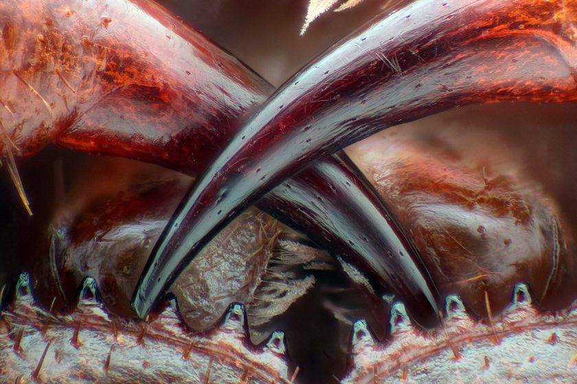 Poison fangs of a centipede (Walter Piorkowski)