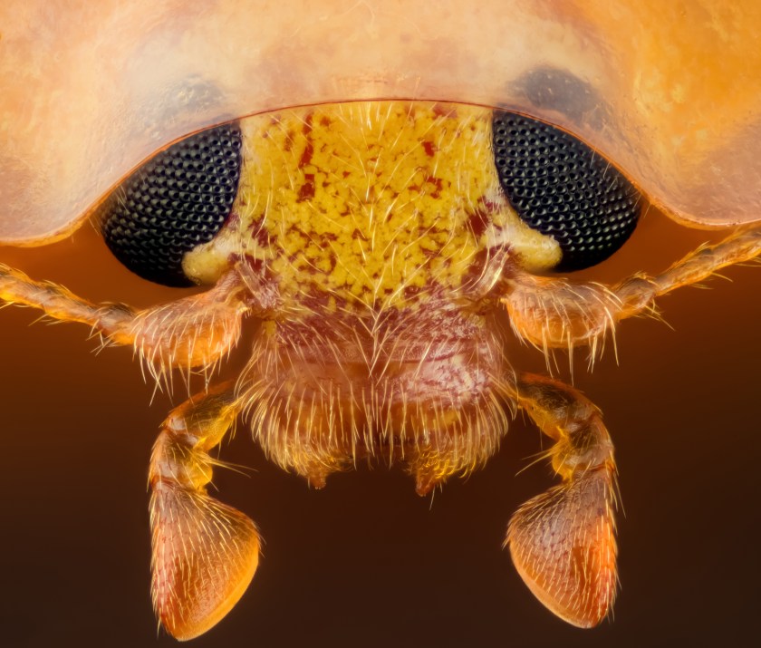 Head section of an orange ladybird (Geir Drange)