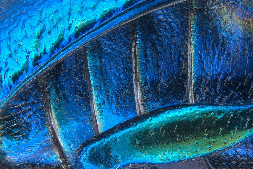 Parts of wing-cover, abdominal segments and hind leg of a broad-shouldered leaf beetle (Pia Scanlon)