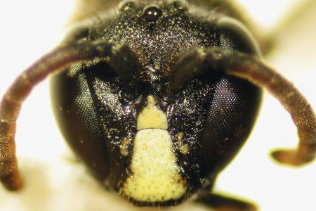 Close-up of yellow-faced bee (Forest Starr and Kim Starr/Flickr)