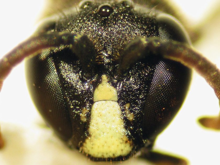 Close-up of yellow-faced bee (Forest Starr and Kim Starr/Flickr)