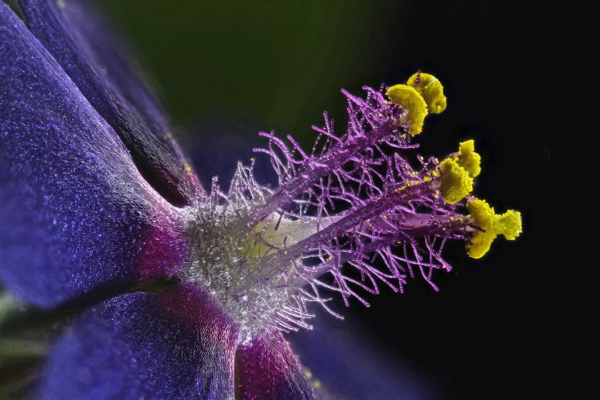 Wildflower stamens (Samuel Silberman)