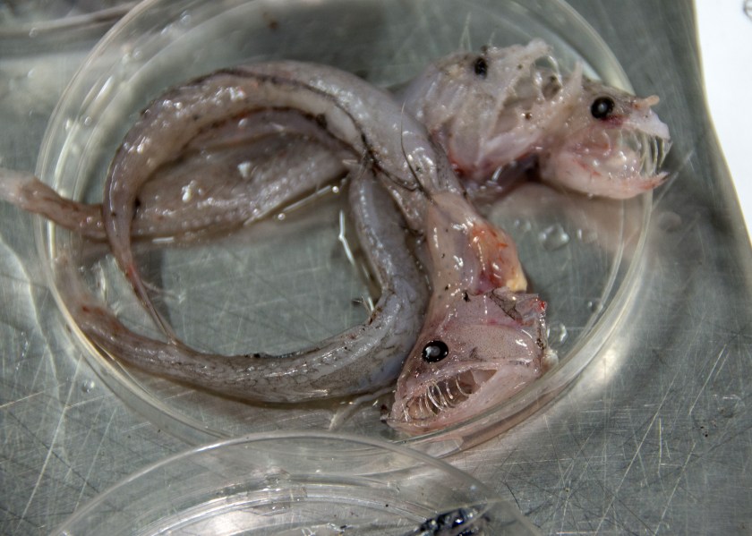 In this Sept., 2016 photo provided by the National Oceanic and Atmospheric Administration, swallower fish that were found off the coast of Hawaii's Big Island are shown. Federal researchers just returned from an expedition to study the biodiversity and mechanisms of an unusually rich deep-sea ecosystem off the coast of Hawaii. (NOAA via AP)