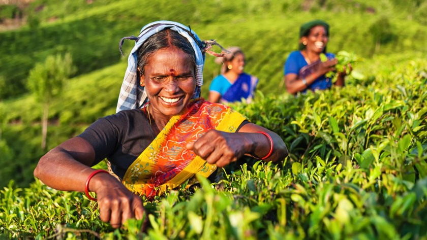 Tamil women collecting tea leaves in Southern India, Kerala. India is one of the largest tea producers in the world, though over 70% of the tea is consumed within India itself. (Bartosz Hadyniak/E+/Getty Images)