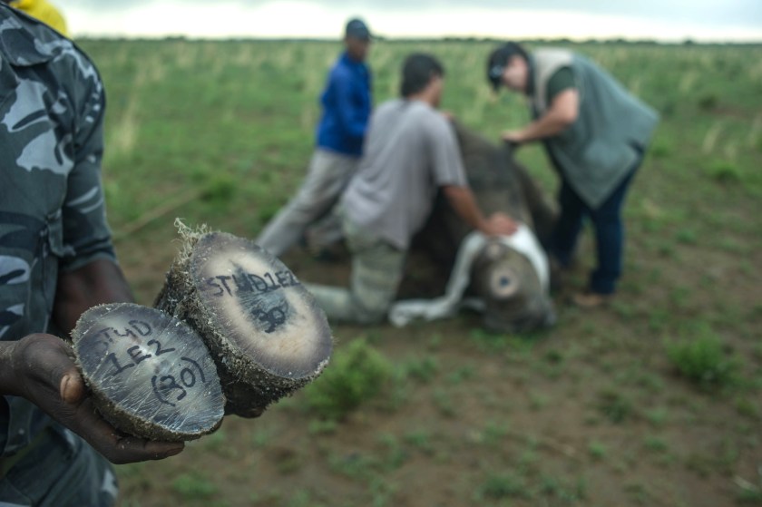 A ranger shows rhino horns to be weighed and stored at John Hume's Rhino Ranch in Klerksdorp, in the North Western Province of South Africa, on February 3, 2016. Millionaire, John Hume is a private rhino owner/breeder in South Africa, who strongly advocates for legalising trade. His private game ranch, started in 1992, has approximately 1000 rhinos, all of whom have been dehorned. South Africa has by far the largest population of rhinos in the world and is an incredibly important country for rhino conservation. However, rhino poaching has reached a crisis point, and if the killing continues at this rate, we could see rhino deaths overtaking births in 2016-2018, meaning rhinos could go extinct in the very near future. Figures compiled by the South African Department of Environmental affairs show the dramatic escalation in poaching over recent years. (Mujahid Safodien/AFP/Getty Images)