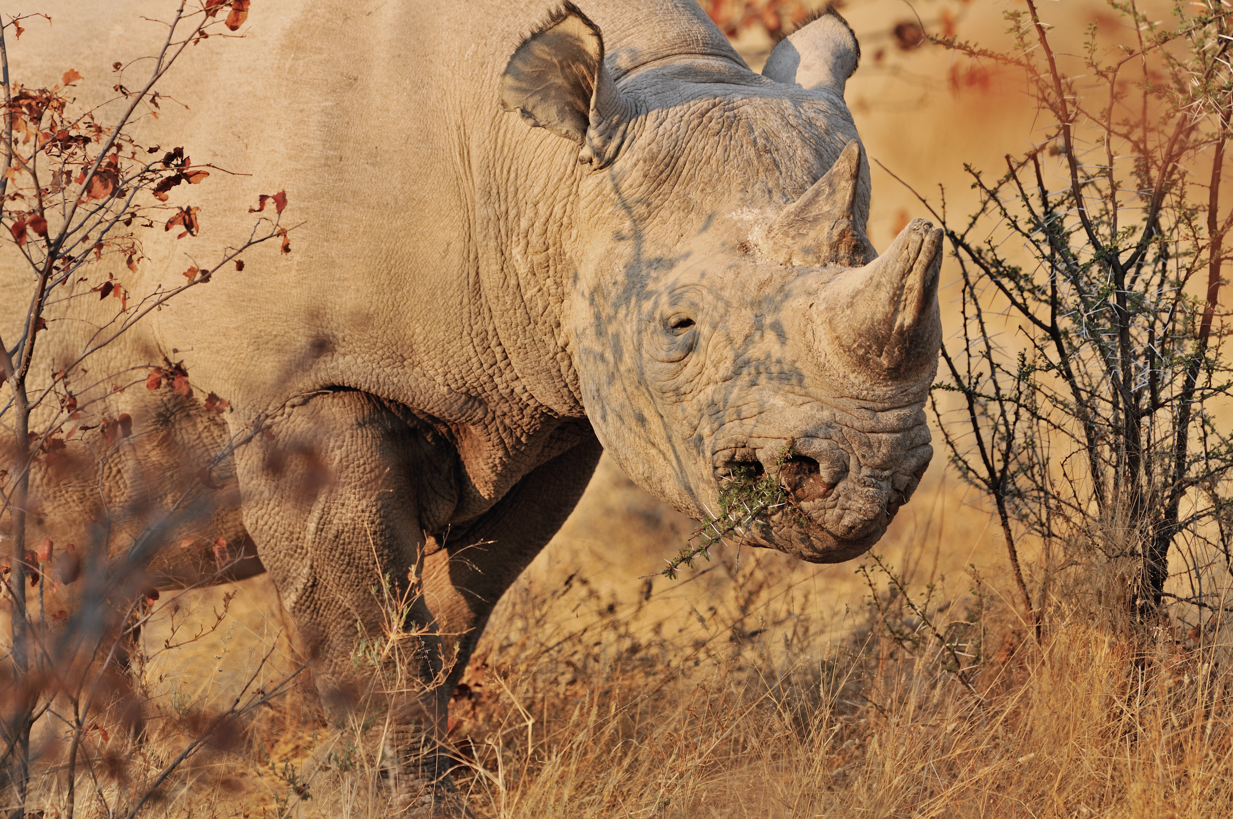 White Rhinoceros chewing branch of thorn-bush at Etosha National Park in Namibia. (Arterra/UIG via Getty Images)