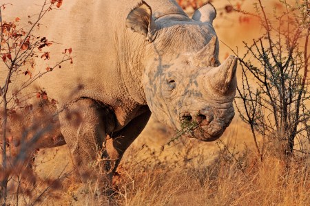 White Rhinoceros chewing branch of thorn-bush at Etosha National Park in Namibia. (Arterra/UIG via Getty Images)