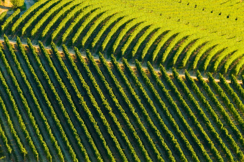 Aerial view of Italian vineyard (Getty Images)