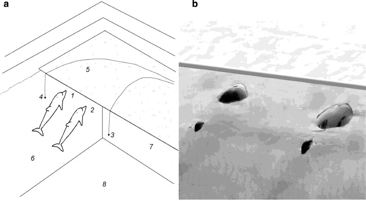 Configuration of the experiment (a) and photograph of the quasi-stationary position of the dolphins during the recording of sounds (Vyacheslav A. Ryabov/Physics and Mathematics)