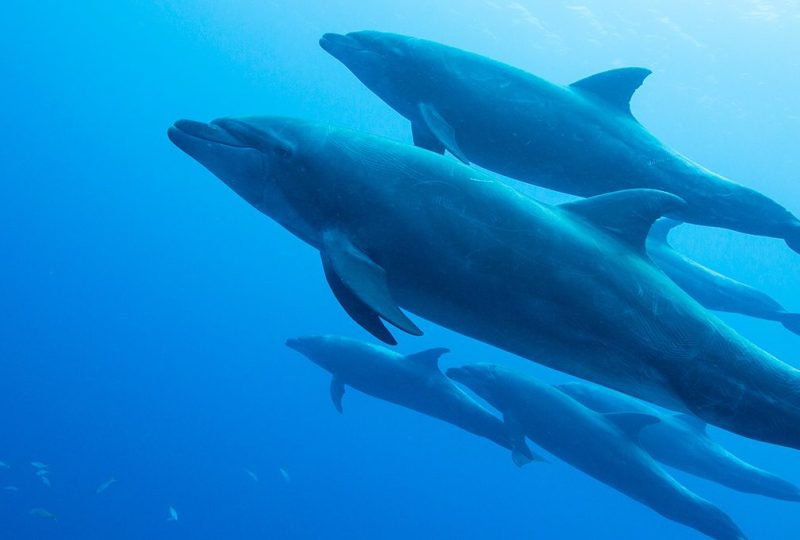 Bottlenose Dolphins (Getty Images)