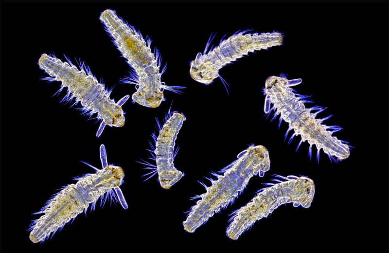 USA: Feature Rates Apply Mandatory Credit: Photo by SpikeWalker/RPS/Bournemouth/REX/Shutterstock (6047461d) Living Spionid larvae from marine plankton. Microscope images of creatures, vitamins, crystals, UK - Sep 2016 *Full story: http://www.rexfeatures.com/nanolink/srsr These incredible microscopic images of creatures, vitamins, crystals and even a fetus are to be recognised with an award from the Royal Photographic Society. Spike Walker has been fascinated by photomicrography since he got his first microscope just after the conclusion of the Second World War, when he was about 12-years-old. Now his life's passion is to be recognised with a Scientific Imaging Award from one of the world's oldest and prestigious photographic societies. The accolade is given to an individual for a body of photography which promotes public knowledge and understanding. The RPS said Spike's decades of work and immeasurable contribution to the field make him the perfect recipient.