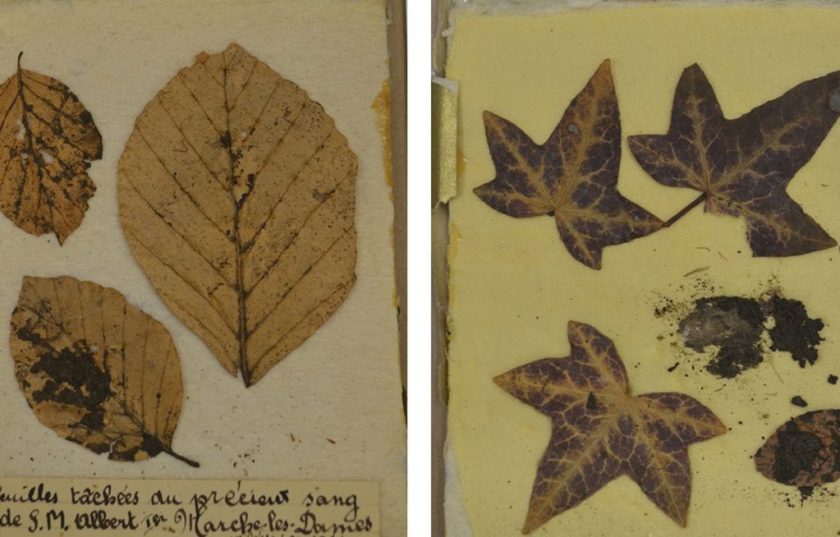 Leaves taken from the site of King Albert I's death (Maarten Larmuseau)