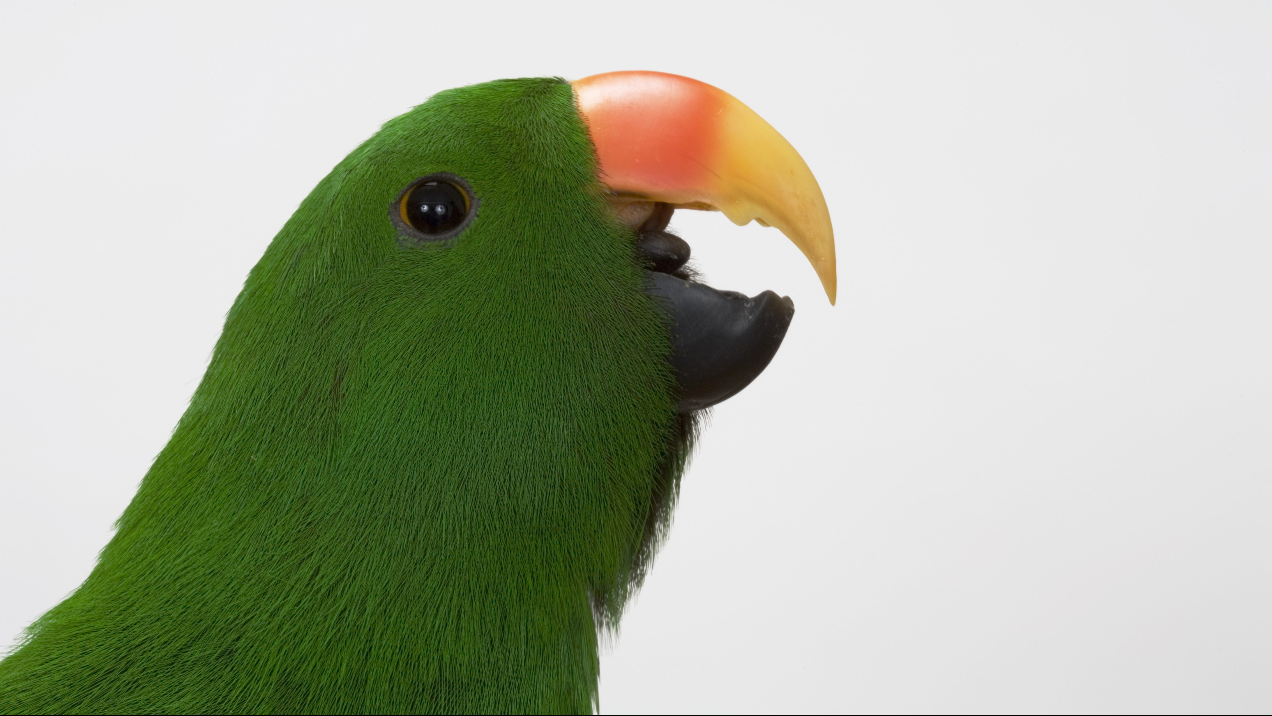 Male red-sided eclectus vocalizing (Cindy George/ Science Source/ Getty Images)