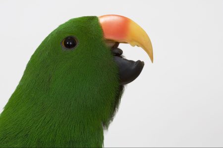 Male red-sided eclectus vocalizing (Cindy George/ Science Source/ Getty Images)