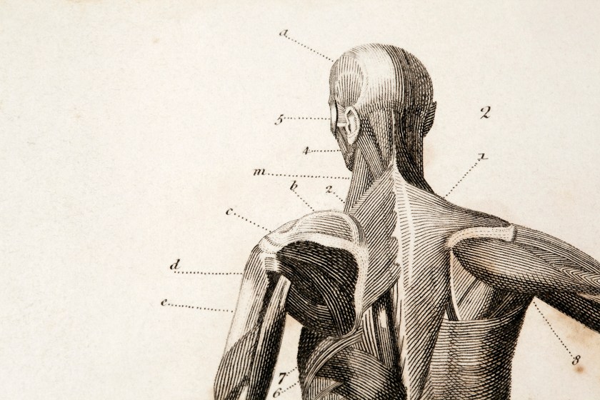 Anatomy engraving by James Amdee in 1809 (Getty Images)