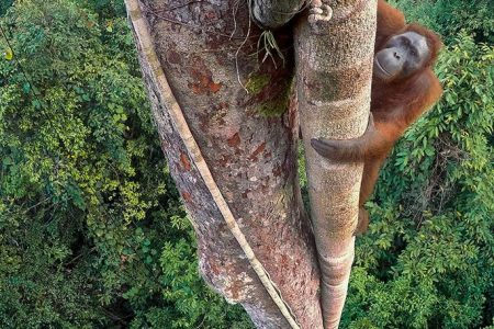 (Tim Laman/ Wildlife Photographer of the Year)