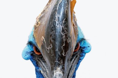 Southern cassowary (Robert Clark/Published by Phaidon)