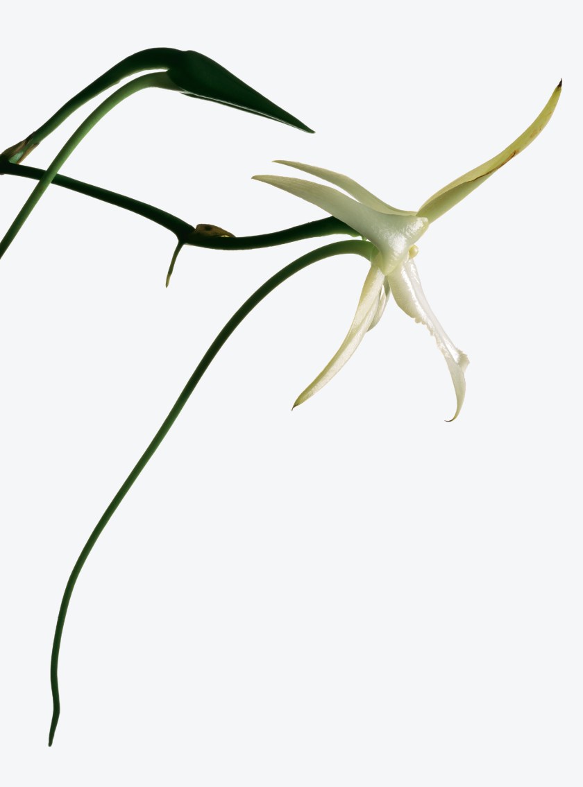 Angraecum sesquipe¬dale, now commonly known as Darwin’s orchid, a species from Madagascar (Robert Clark/Published by Phaidon)