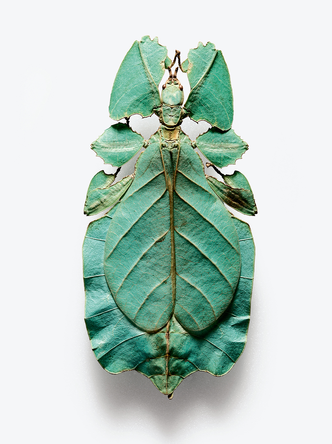 True leaf insect or “walking leaf” (Robert Clark/Published by Phaidon)