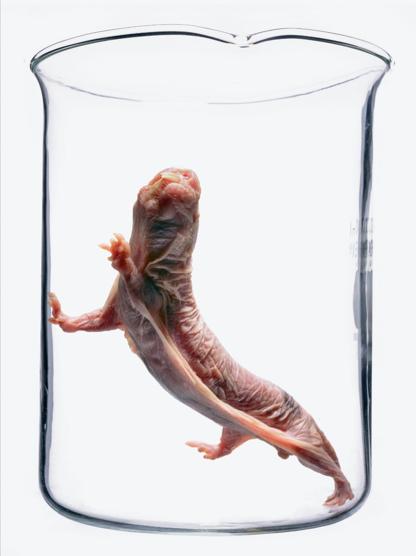 Naked mole rat (Robert Clark/Published by Phaidon)