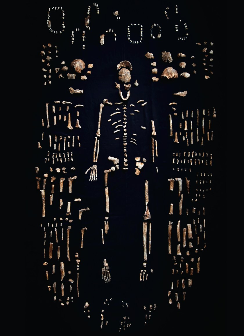 Remains of Homo naledi from the Rising Star Cave in South Africa (Robert Clark/Published by Phaidon)