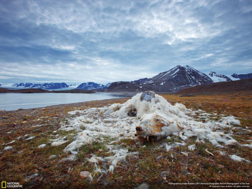 (Vadim Balakin/2016 National Geographic Nature Photographer of the Year)