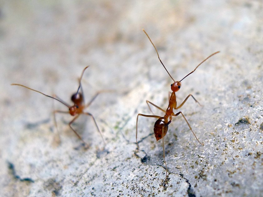 Yellow crazy ants, an invasive species, are causing havoc on Christmas Island (John Tann/Flickr)