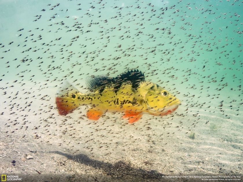 (Michael O'Neill/2016 National Geographic Nature Photographer of the Year)