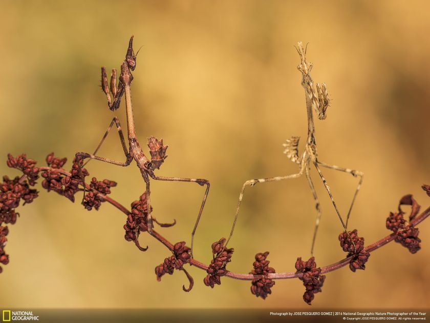 (Jose Pesquero Gomez/2016 National Geographic Nature Photographer of the Year)