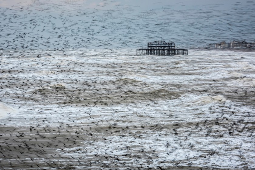 Starling Vortex, Brighton, East Sussex, England (Matthew Cattell)