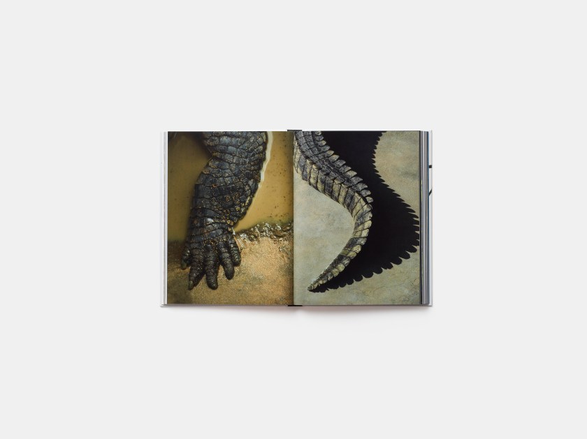 From left: The five-toed foot of a saltwater crocodile and the tail of the same creature (Robert Clark/Published by Phaidon)