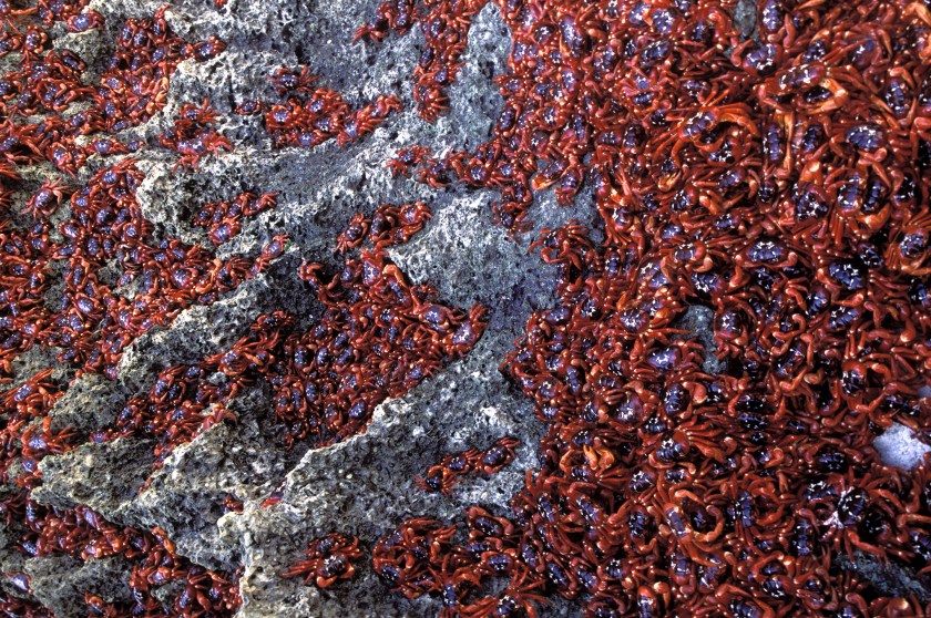 Christmas Island red crab migration (Getty Images)