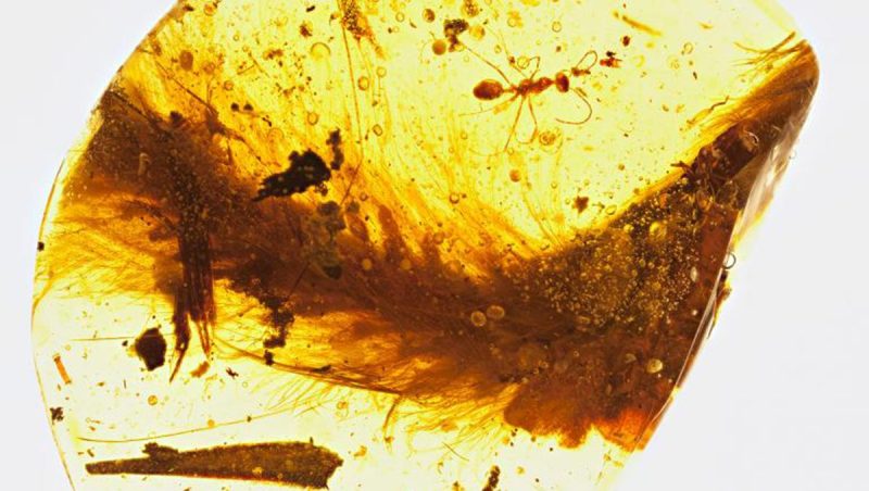 A segment from the feathered tail of a dinosaur that lived 99 million years ago is preserved in amber. A Cretaceous-era ant and plant debris were also trapped in the resin. (R.C. McKellar/Royal Saskatchewan Museum/National Geographic) 