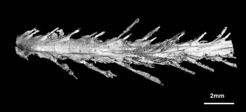 A scan of the underside of the tail shows the feather arrangement. (Lida Xing/National Geographic)