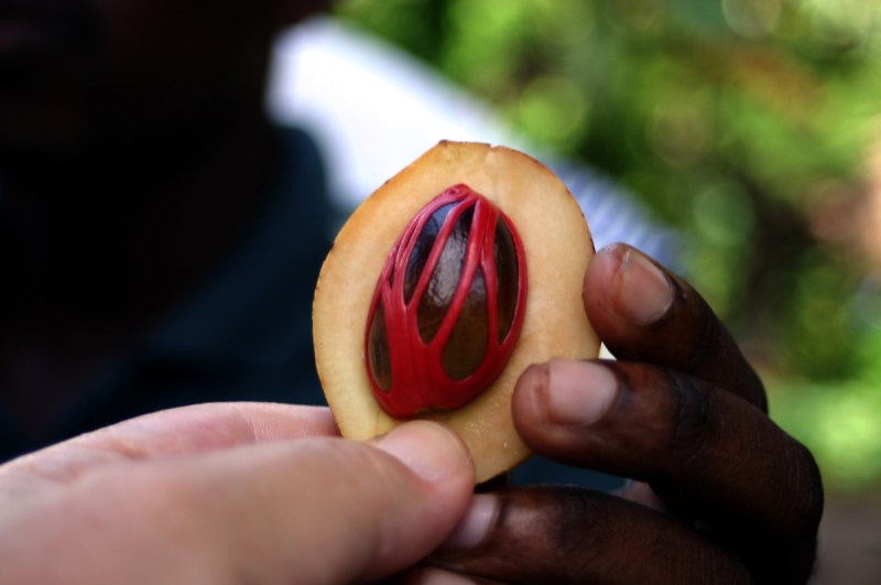 Opened fruit, showing its mace and seed (I, Brocken Inaglory/Wikimedia Commons)