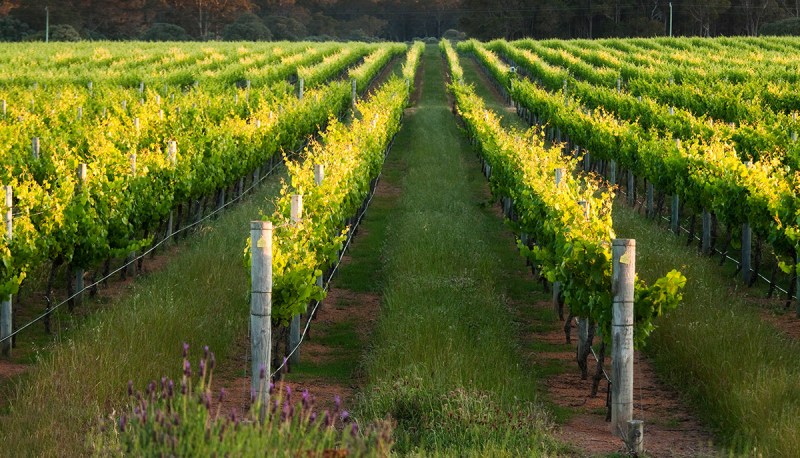 Rows of grape vines, winery, Margaret River, Western Australia, Australia, Pacific (Getty Images)