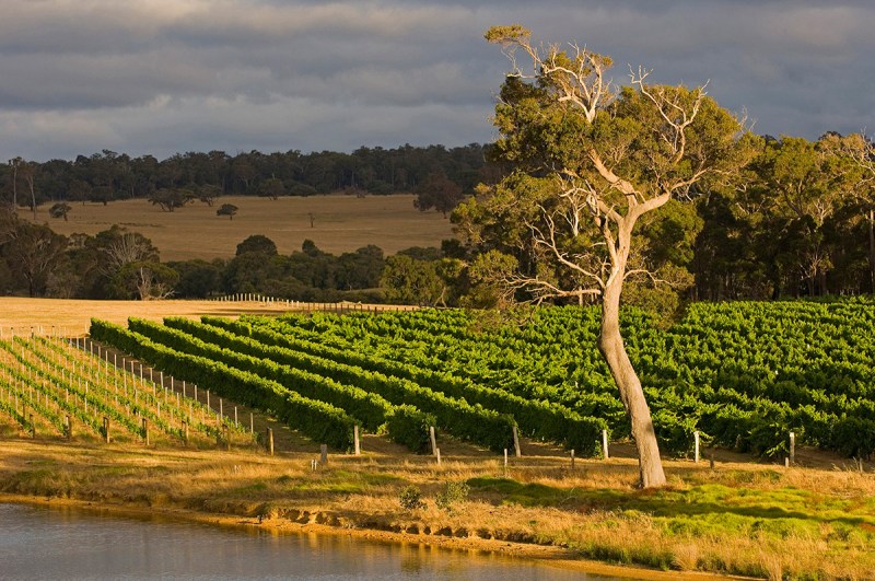 Australia - Western Australia - Margaret RiverFire Gully vineyard, Wilyabrup. (Getty Images)