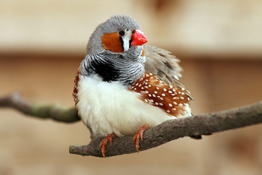 Zebra Finch perched on tree. (Getty Images)