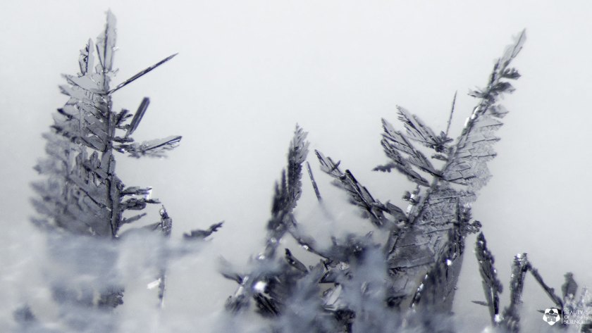 Microscopic photo of silver and lead during a metal displacement reaction. (Beauty of Science)