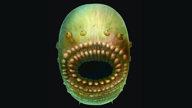 An artist's rendering, based on fossil records, of Saccorhytus coronarius, the oldest known human ancestor (Simon Conway Morris, Jian Han, et al.)