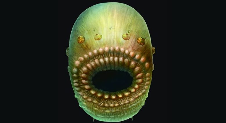 An artist's rendering, based on fossil records, of Saccorhytus coronarius, the oldest known human ancestor (Simon Conway Morris, Jian Han, et al.)