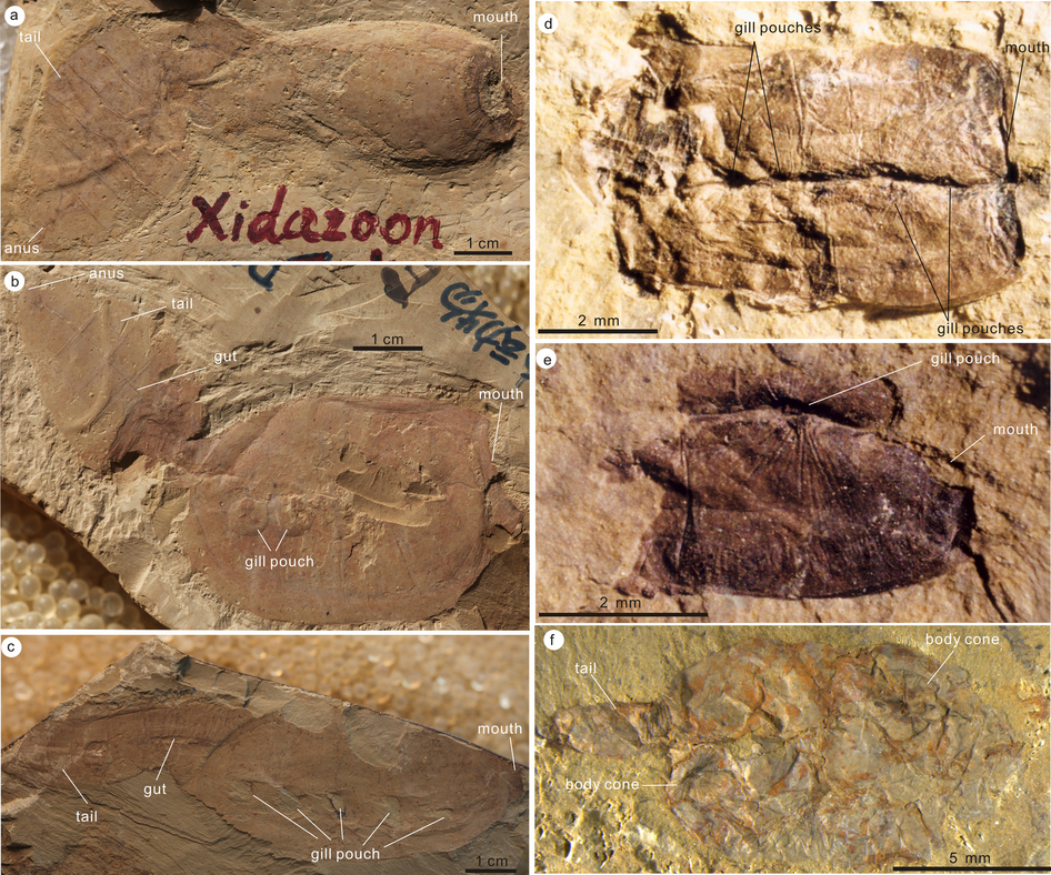 Fossils found in Chin'as Shaanxi province, which led to the findings. (Simon Conway Morris, Jian Han, et al.)