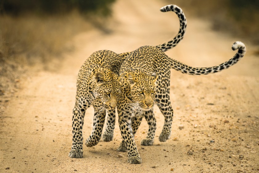 "The eternal bond between a mother and child is one that transcends the animal kingdom. One early morning in the Timbavati Game Reserve, we came across this female leopard. She was clearly searching for something and continued calling until she reached an open road. Just as she arrived, her cub came running out of the bushes. The ensuing interaction between the mother and cub proved the love that the two share for each other." (David Rosenzweig)